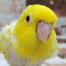 黄色がキレイ！！サザナミインコさん入荷しました♪