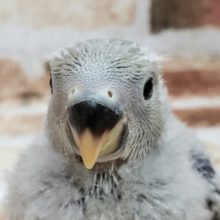 小桜インコバイオレット