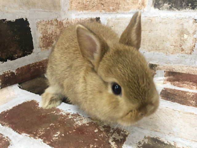 お顔つまってます！可愛さ倍増★ネザーランドドワーフ(オレンジ)