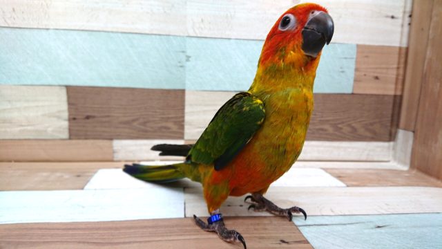 寝顔。。寝癖すら可愛いコガネメキシコインコ☆☆☆