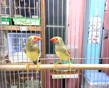 フィンチはいかが？？コモンチョウ（ノーマル）ペアです！