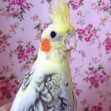 あとはーー遊んでください！オカメインコ（パールパイド）～～