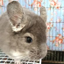 瞳、キラキラ☆ベタなれなチンチラさん～(バイオレット)