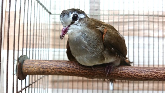 変わったハト、でｺﾞｻﾞｲﾏｽ～　タンバリンバト