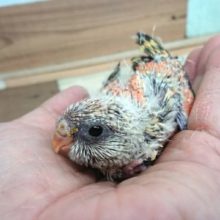 久しぶりです！！！！ローズ秋草インコ☆☆☆