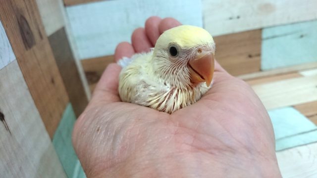 おススメですねぇ～　コザクラインコ（クリーム）！！