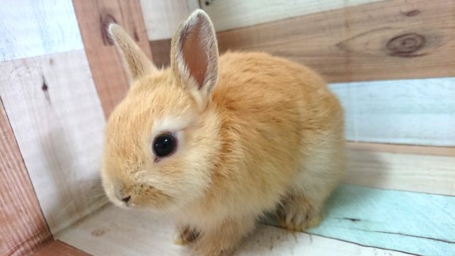 撫でる程にトロケマス～　ドワーフラビット（オレンジ）～～