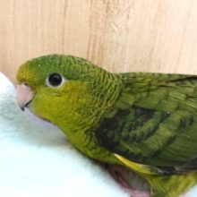 早めにご検討ください！！サザナミインコ（ノーマル）です☆