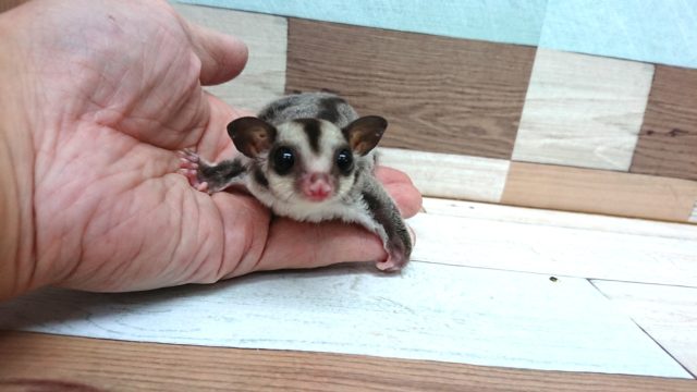 馴れてます！！フクロモモンガ（ノーマル）～～～