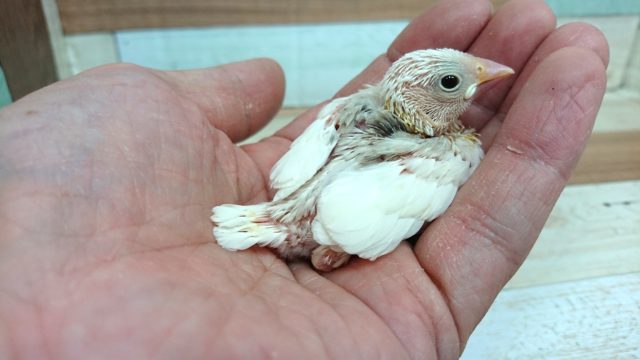 オトナになったら真っ白に～白文鳥のヒナっ