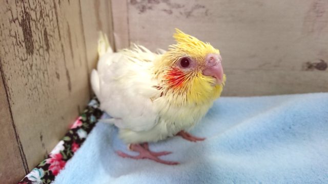 手のりオカメインコ　ルチノー　１１月２５日　