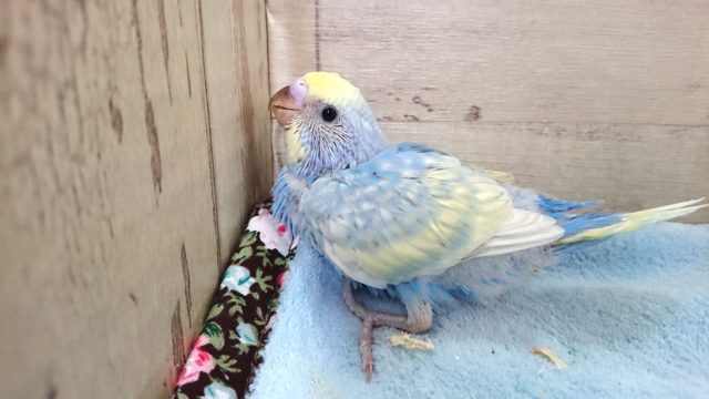 ｷﾚｲ！！ｷﾚｲですよねーー？？セキセイインコ（パステルレインボー）１１月２５日
