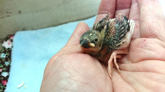 やはり！手乗り桜文鳥手乗りのヒナが良いですねっ　１１月２５日