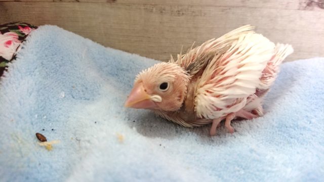 手のり白文鳥ヒナ！来ました♪１１月２５日