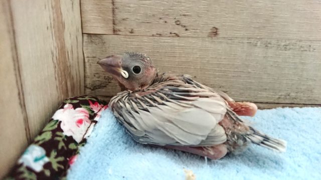 久々かな？？手のりシルバー文鳥　１１月２５日