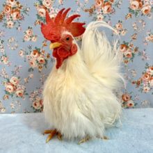 糸毛チャボ  男の子  11月15日