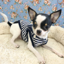 甘ったれボーイ♥スムースチワワくん〜！