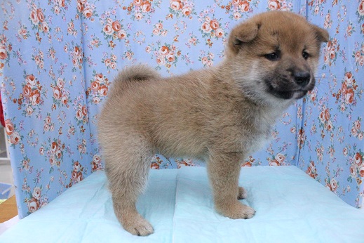 大きな体で抱き心地バツグン！！ 柴犬の男のコ 2020.11/23撮影