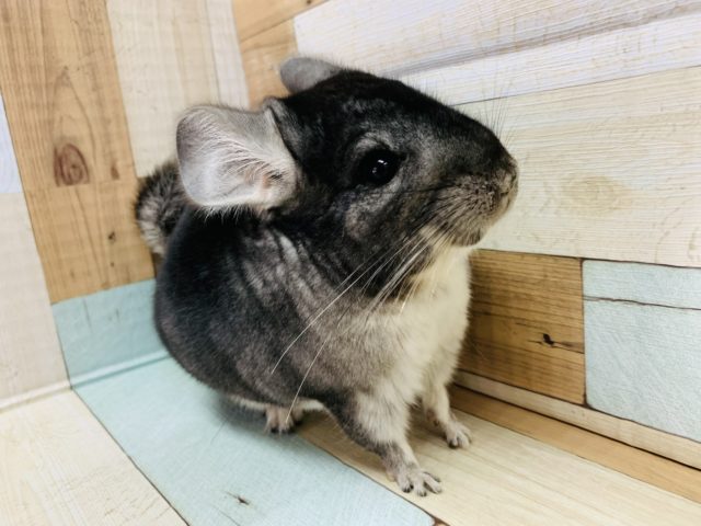 まるまるボディのチンチラ(グレー)ちゃん♪