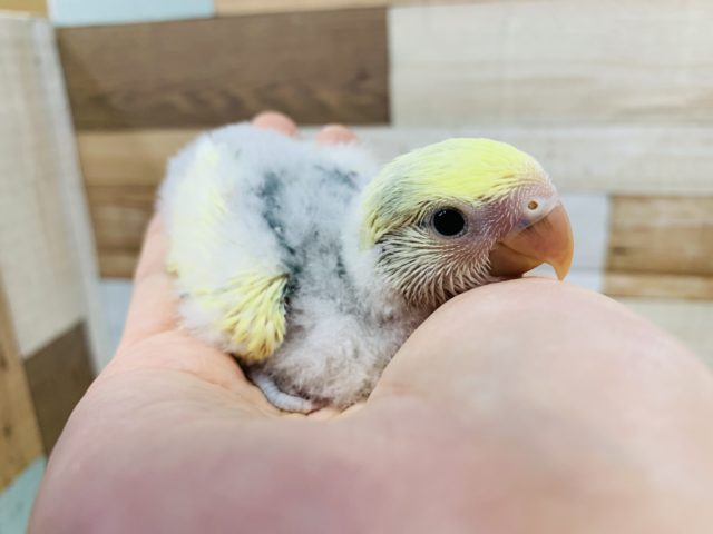 うぶうぶおしりが可愛すぎる!コザクラインコ(ブルーチェリーパイド)