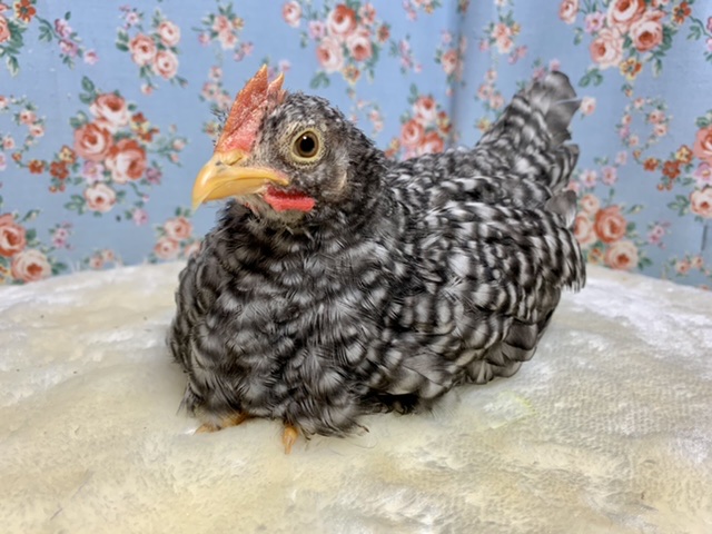 ギンスズナミチャボ  女の子  11月22日