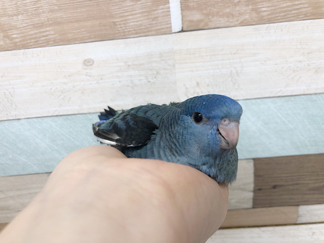 全てが可愛いんじゃ〜！！サザナミインコヒナ(ブルー)