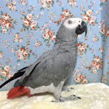 ヨウム  11月21日