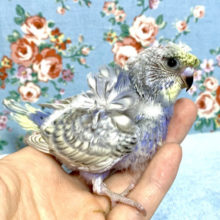 手乗り羽衣セキセイインコ   (バイオレット系)レインボースパングル  11月12日