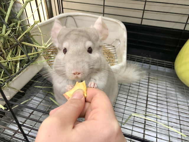 超ホヤホヤ最新画像♪ザ・マイペースガール★チンチラちゃん(シナモン)