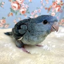 サザナミインコ  ブルー  11月23日