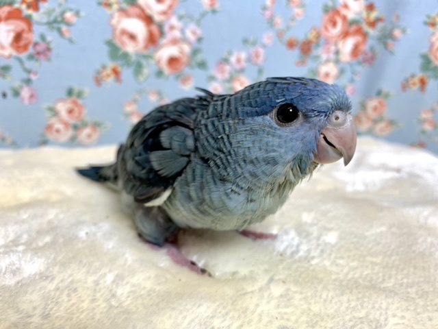 サザナミインコ ブルー 11月23日