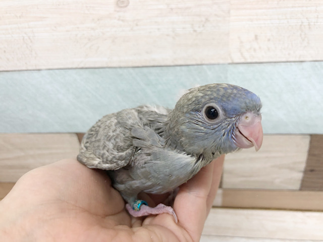 食欲無限★サザナミインコヒナ(スパングル)