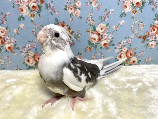 手乗りオカメインコ ホワイトフェイスパイド 11月17日