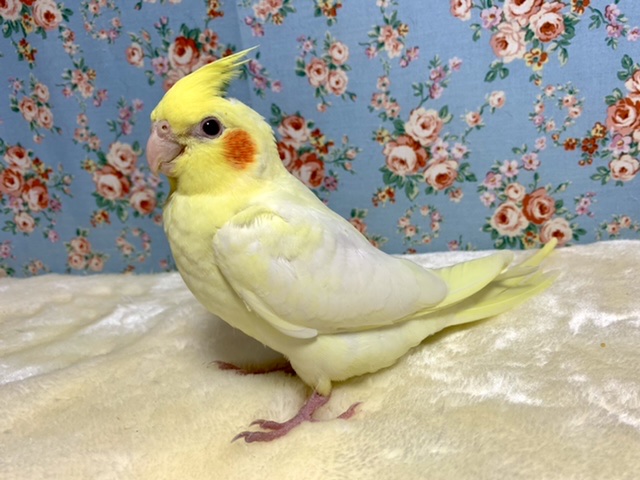 手乗りオカメインコ ルチノー 11月19日