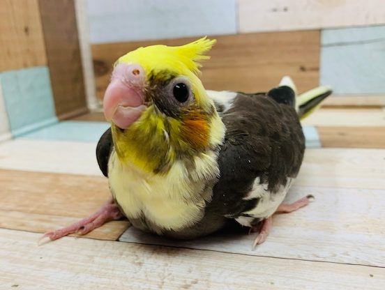 まだ怪獣の鳴き声♪オカメインコ(パイド)さん！
