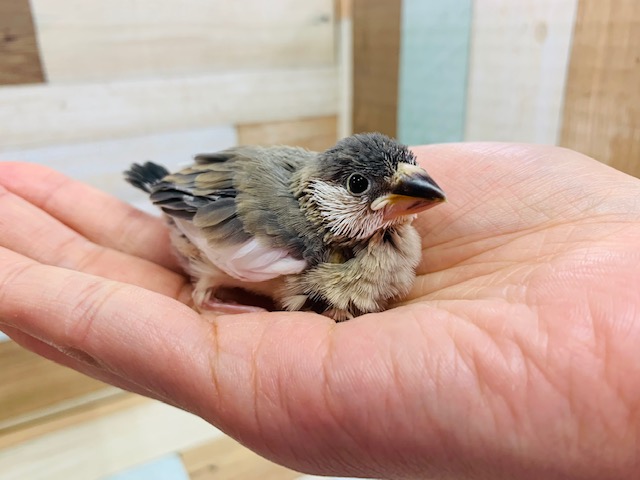 まるっこい♪桜文鳥さんいます！！