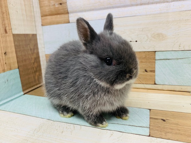 ちっこい！！ネザーランドドワーフいますよ♪