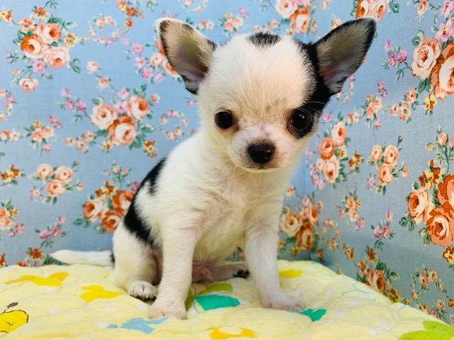 包まれるの大好き♡スムースチワワくん♪