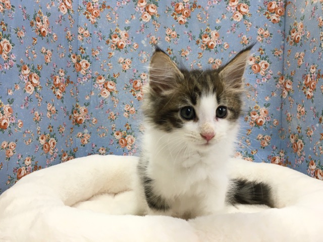 ノルウェージャン・Ｆ・キャット（ブラウンタビー＆ホワイト）男の子　入舎！！