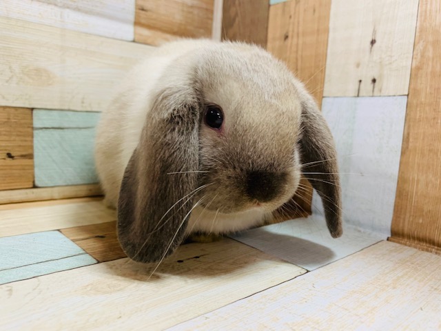 久々！もこもこホーランドロップ入舎です♪