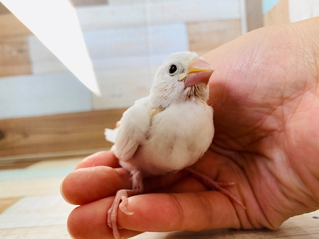 真っ白がステキ♪白文鳥さん!!