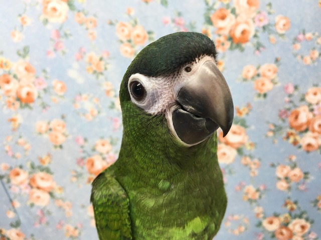 コミドリコンゴウインコ　２０２０年９月生まれ