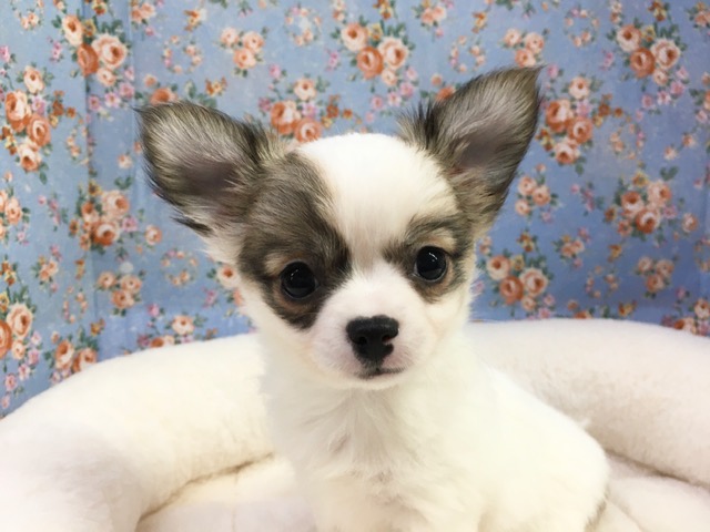 チワワ（ホワイト＆レッド）男の子　入舎！！