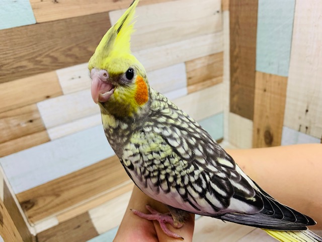 羽根が生えそろいました！オカメインコパール♪