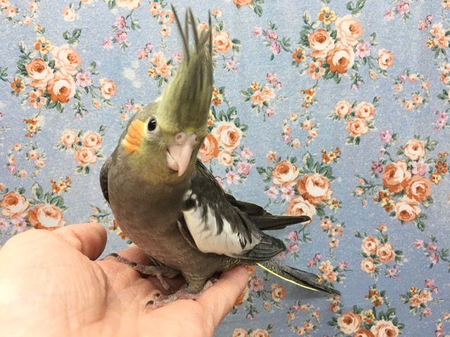 オカメインコ（ノーマル）　２０２０年１０月生まれ