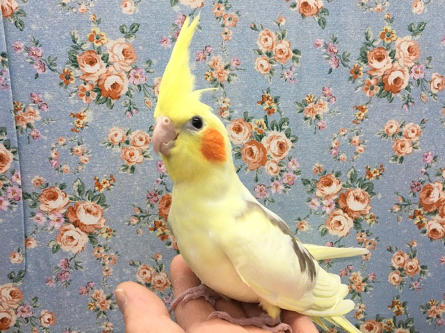 オカメインコ（シナモンパイド）　２０２０年１０月生まれ