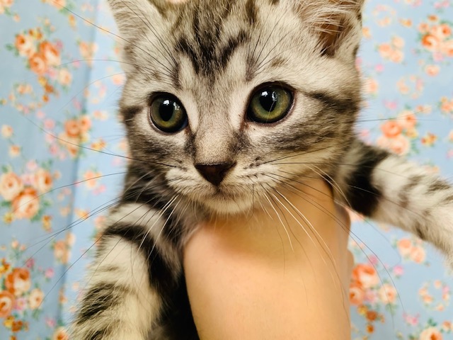 くりくりおめめのアメショーくん入舎です☆