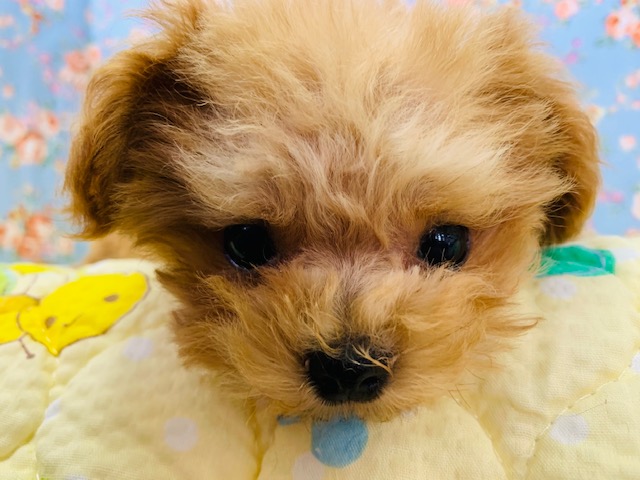 カットしました！マルプーくん♪犬舎デビュー☆