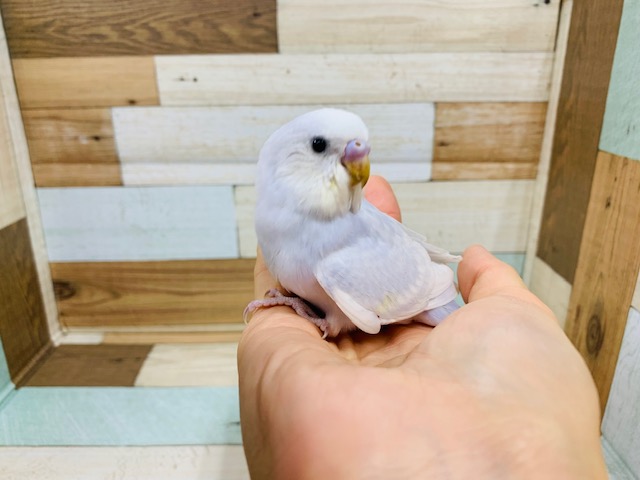きれいになりました!!セキセイインコ（ライラック　ホワイトウィング）～～