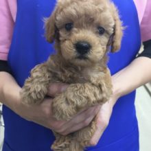 トイプードル（レッド）男の子　入舎！！